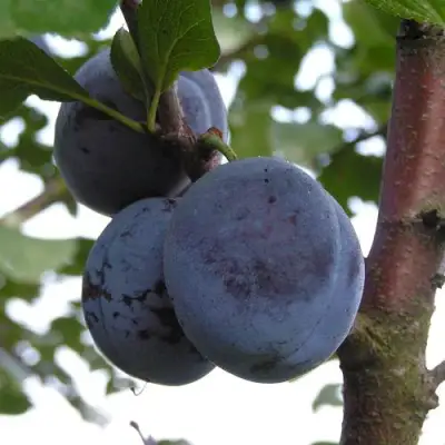 Слива ВЕНГЕРКА БЕЛОРУССКАЯ в Солигорске