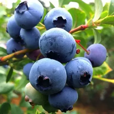 Голубика ДЮК в Солигорске