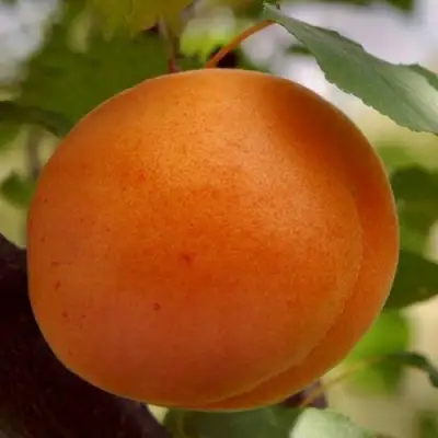 Абрикос ОЛИМП в Солигорске