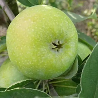 Яблоня РЕНЕТ СИМИРЕНКО в Солигорске