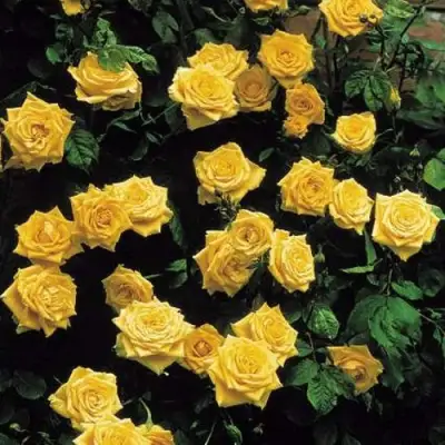 Роза ЛАНДОРА чайно-гибридная в Солигорске