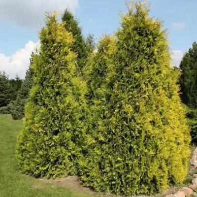 Туя АУРЕОСПИКАТА западная в Солигорске