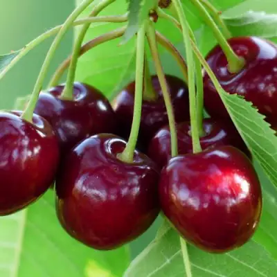 Дюк ЖИВИЦА (ЧЕРЕВИШНЯ) в Солигорске