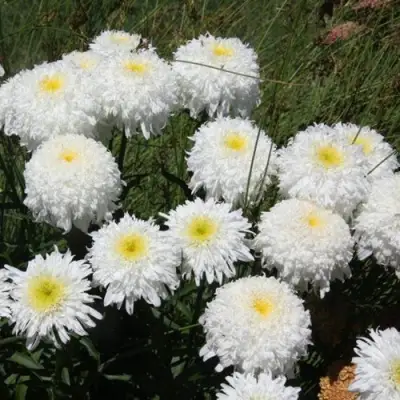 Нивяник ФИОНА ГОГХИЛЛ великолепный в Солигорске