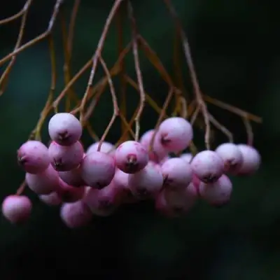 Рябина ПЕКИНСКАЯ сладкоплодная в Солигорске