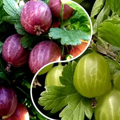 Комплект РЕДКИЙ СЧАСТЛИВЧИК в Солигорске