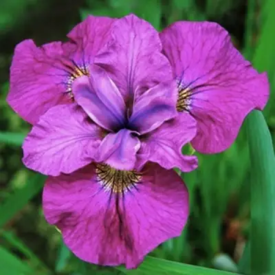 Ирис СИ Я ЛЕЙТЕР сибирский в Солигорске