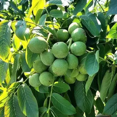 Грецкий орех  ИЗЯЩНЫЙ в Солигорске