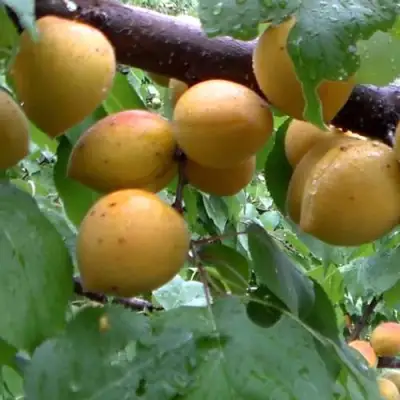 Абрикос МАНИТОБА в Солигорске