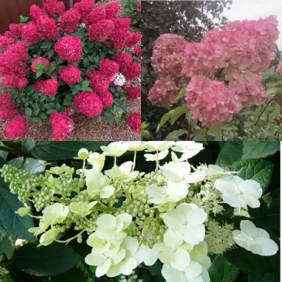 Комплект САД ЭМОЦИЙ в Солигорске