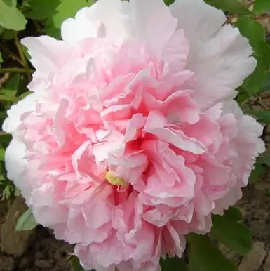 Пион БУКЕТ РОЗОВЫХ ГВОЗДИК древовидный в Солигорске