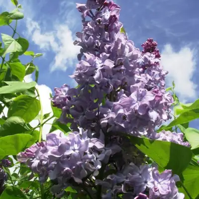 Сирень КРЫЛЬЯ НАДЕЖДЫ в Солигорске