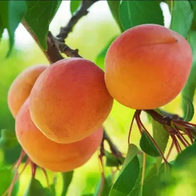 Абрикос ДЕБЮТ в Солигорске