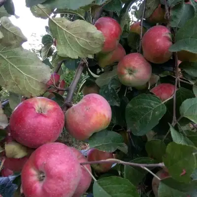 Яблоня АЛЬВА в Солигорске