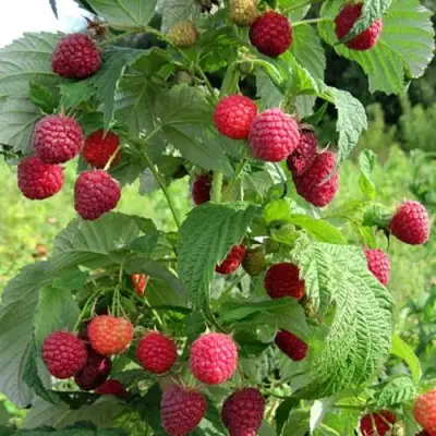 Малина БРУСИЛОВСКАЯ в Солигорске