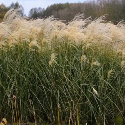 Мискантус ВАНИЛЛА СКАЙ китайский в Солигорске