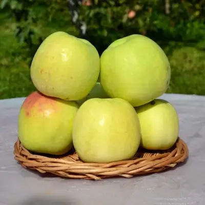 Яблоня БИРСКОЕ ГРУШЕВОЕ (БИЧИК) в Солигорске