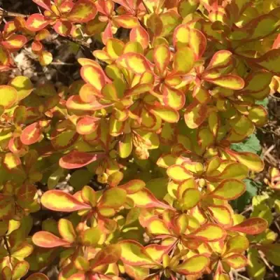 Барбарис САММЕР САНСЕТ тунберга в Солигорске