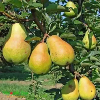 Груша ДОБРЯНКА в Солигорске