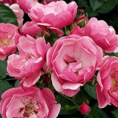 Роза АНГЕЛА флорибунда в Солигорске