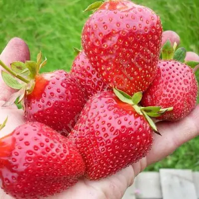 Клубника ЭЛИАНЕ в Солигорске