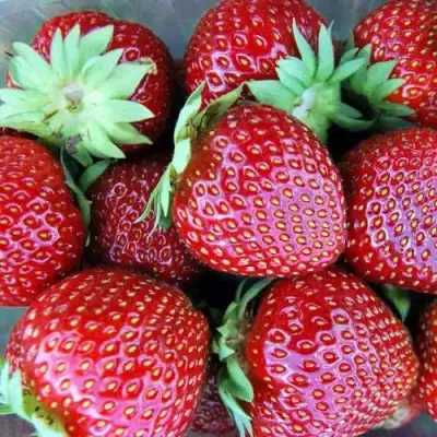 Клубника МАЛЬВИНА в Солигорске