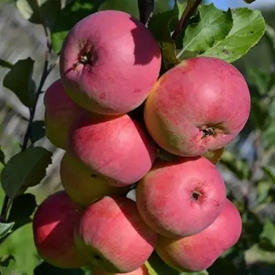 Яблоня ВЭМ-РОЗОВЫЙ в Солигорске