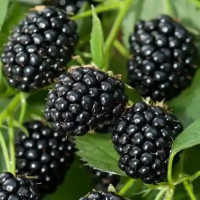 Ежевика ТРИПЛ КРАУН бесшипная  в Солигорске