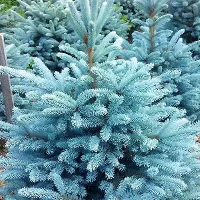 Ель МАДЖЕСТИК БЛЮ колючая в Солигорске