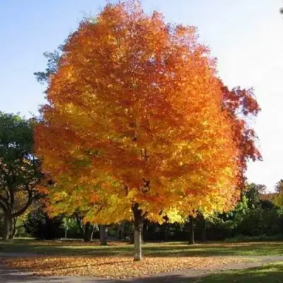 Клен серебристый в Солигорске