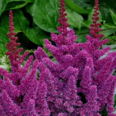 Астильба БЛЭК ЭНД БЛУ китайская в Солигорске