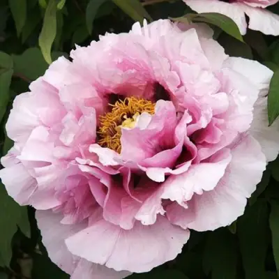 Пион РОЗОВАЯ РЕКА древовидный в Солигорске