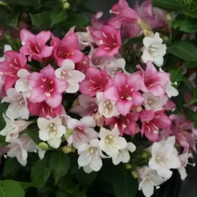 Вейгела КАРНАВАЛ в Солигорске