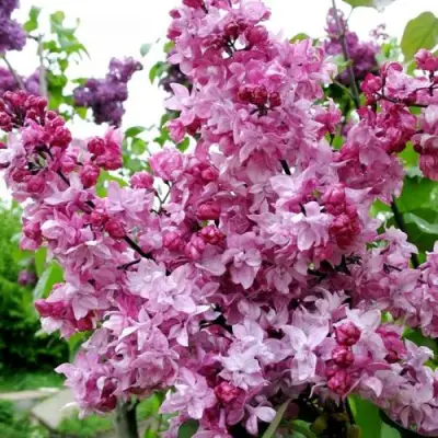 Сирень ОЛИМПИАДА КОЛЕСНИКОВА в Солигорске