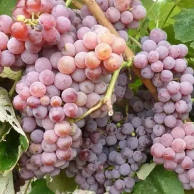 Виноград РИЛАЙНС ПИНК СИДЛИС в Солигорске