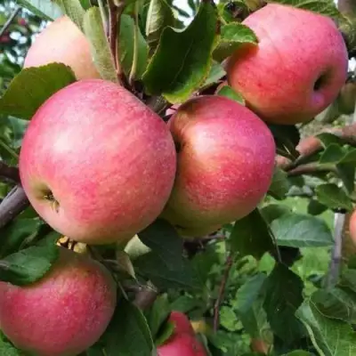 Яблоня ТЕРЕМОК в Солигорске