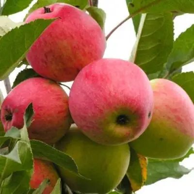 Яблоня МЕЧТА в Солигорске