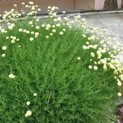 Сантолина зеленеющая в Солигорске