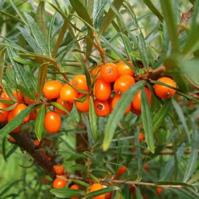 Облепиха БОТАНИЧЕСКАЯ в Солигорске