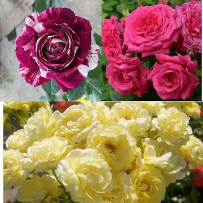 Комплект РОЗОВЫЙ АКЦЕНТ в Солигорске