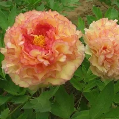 Пион ЗОЛОТАЯ РОССЫПЬ древовидный в Солигорске