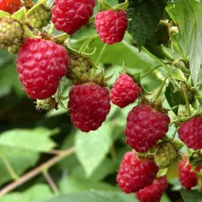 Малина ПРИМАРА в Солигорске