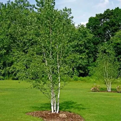 Береза бумажная в Солигорске