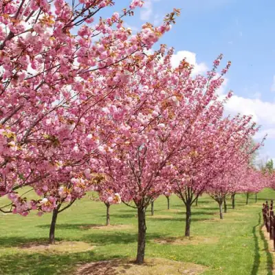 Сакура КАНЗАН в Солигорске