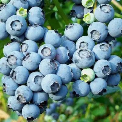 Голубика ПУРУ в Солигорске