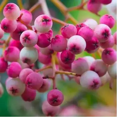 Рябина ПИНК сладкоплодная в Солигорске