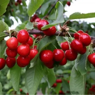 Черешня ДОНЕЦКАЯ КРАСАВИЦА в Солигорске