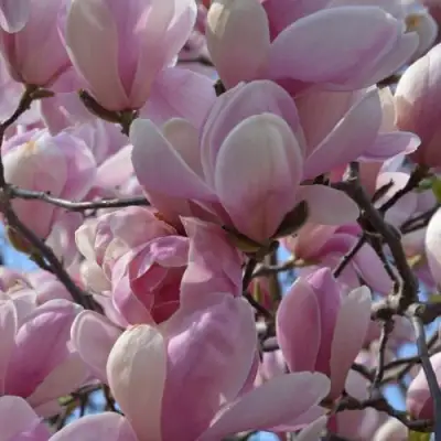 Магнолия ГАЛАКСИ в Солигорске