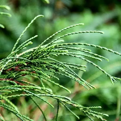 Туя ВИПКОРД складчатая в Солигорске