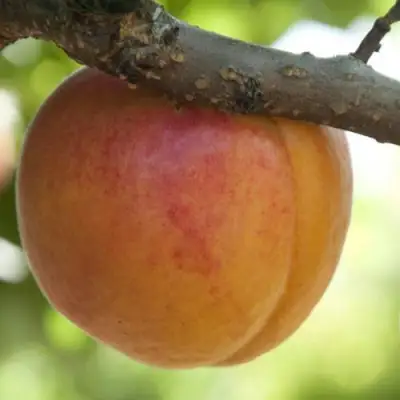  АПРИУМ в Солигорске